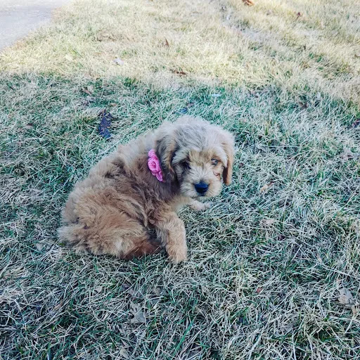 Petland Lee's Summit