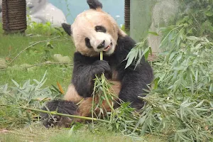Shanghai Wild Animal Park image