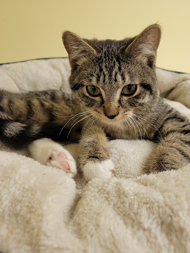 Pet Supply Store «Petco Animal Supplies», reviews and photos, 8775 SW Tualatin-Sherwood Rd, Tualatin, OR 97062, USA