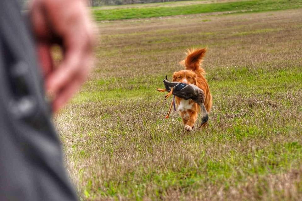 Geronimo Kennels