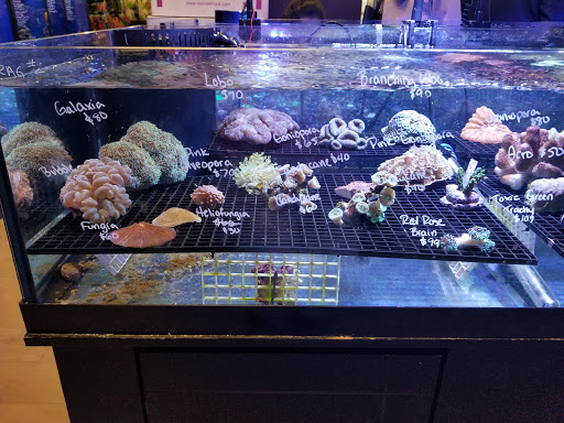 Tropical Fish Store «Aquatic Wildlife Co», reviews and photos, 70 Buckland Rd, South Windsor, CT 06074, USA