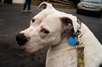 Strong Bonds Dog Training - Photo 4 - Car repair in , Fayetteville