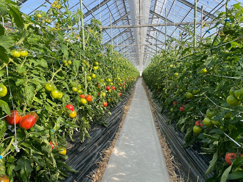 池田Tomato農園
