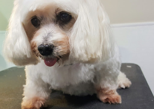 Pet Supply Store «Bark Avenue», reviews and photos, 4781 Granite Dr, Rocklin, CA 95677, USA