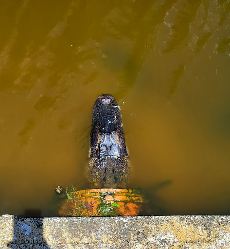 Golf Club «Manatee County Golf Course», reviews and photos, 6415 53rd Ave W, Bradenton, FL 34210, USA