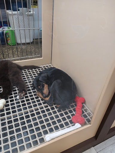 Pet Store «Petland», reviews and photos, 10289 Ulmerton Rd, Largo, FL 33771, USA