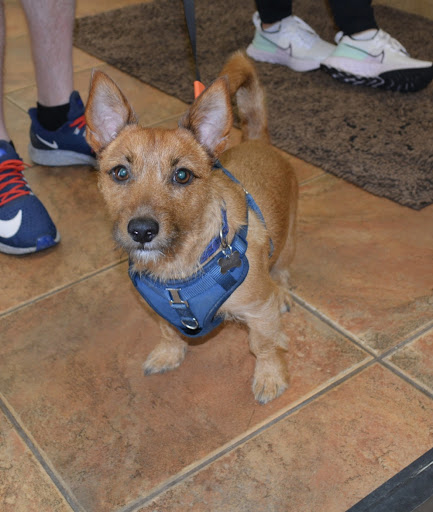 Pet Supply Store «The Natural Pet Enrichment Center», reviews and photos, 6720 Royalton Rd, North Royalton, OH 44133, USA