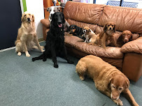 Etta's Blvd Dog Daycare - Photo 2 - Car repair in Verona, PA, Pittsburgh