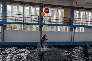 Karadag Dolphinarium image