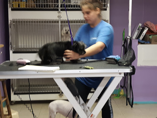 Pet Store «Petsway», reviews and photos, 1717 W Kearney St, Springfield, MO 65803, USA