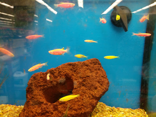 Pet Supply Store «Petco Animal Supplies», reviews and photos, 8164 Mall Pkwy, Lithonia, GA 30038, USA