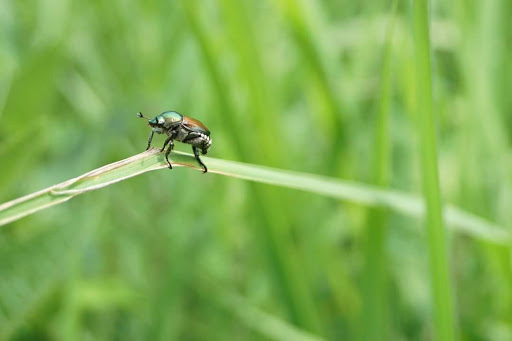Nature Preserve «Goodenow Grove Nature Preserve», reviews and photos, 27064 Dutton Rd, Beecher, IL 60401, USA