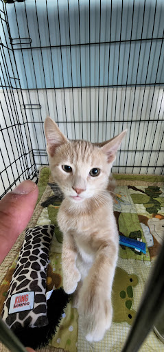 Pet Supply Store «Healthy Pet Center», reviews and photos, 237 N Greenbush Rd, Troy, NY 12180, USA