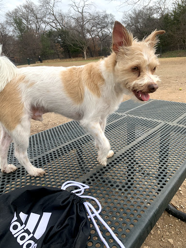 Pet Supply Store «Odyssey Pets», reviews and photos, 14999 Preston Rd #400a, Dallas, TX 75254, USA