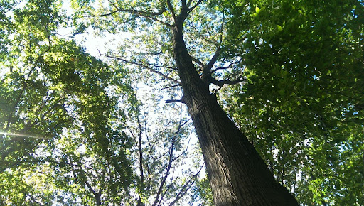 Park «Seton Falls Park», reviews and photos, E 233rd St, Bronx, NY 10466, USA