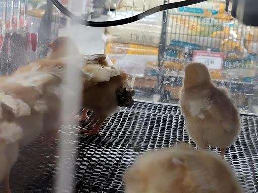 Home Improvement Store «Tractor Supply Co.», reviews and photos, 1111 Halstead Blvd, Elizabeth City, NC 27909, USA