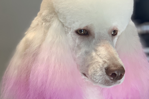 Shear Beauty Dog Spa image