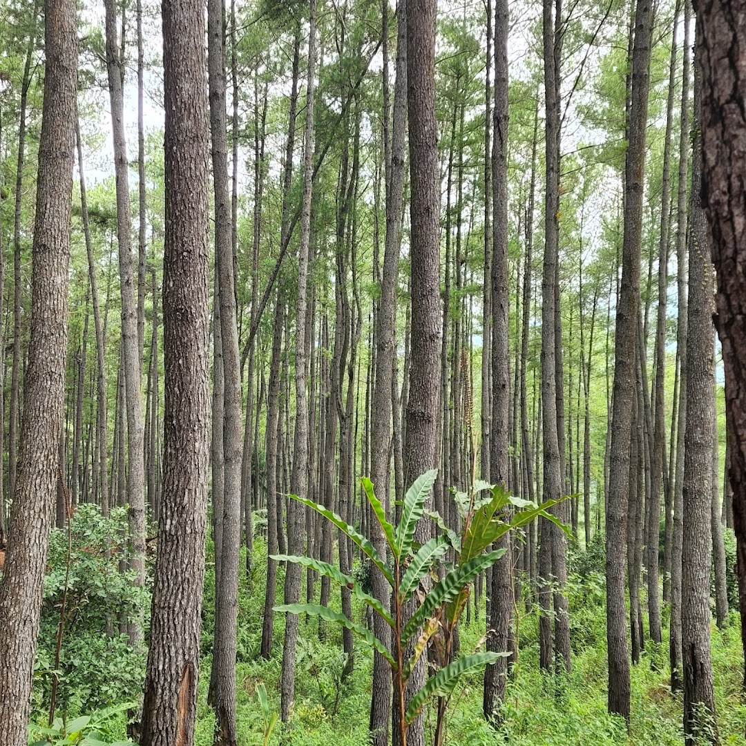 Wisata Hutan Pinus Buntudatu