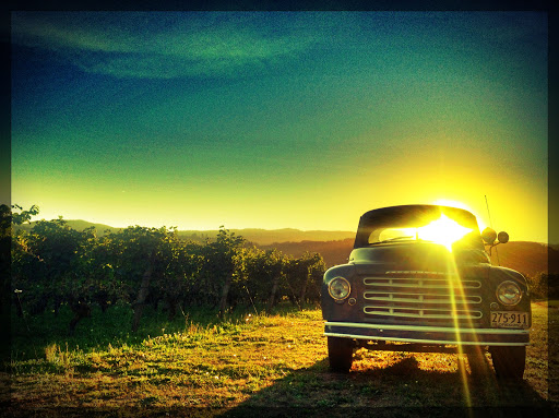 Vineyard «Tualatin Estate Vineyard», reviews and photos, 10850 NW Seavey Rd, Forest Grove, OR 97116, USA