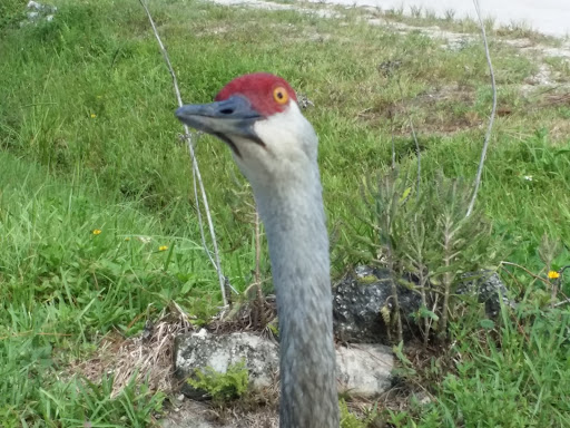 Nature Preserve «Cypress Creek Natural Area», reviews and photos, 10035 W Indiantown Rd, Jupiter, FL 33478, USA