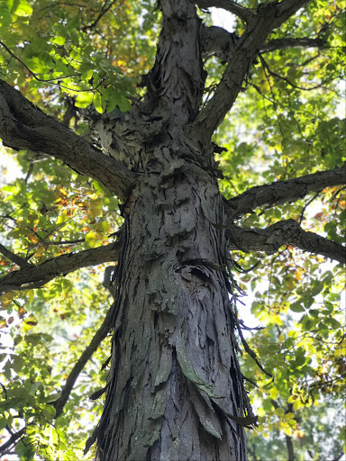 Golf Course «The Oaks Disc Golf Course», reviews and photos, 10847 W La Porte Rd, Mokena, IL 60448, USA