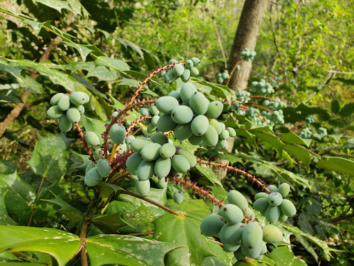 Nature Preserve «Daniel Johnson Nature Preserve», reviews and photos, 1301 Beech Valley Rd NE, Atlanta, GA 30306, USA