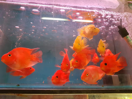 Top 20 cửa hàng kim yến Quận Ba Đình Hà Nội 2022