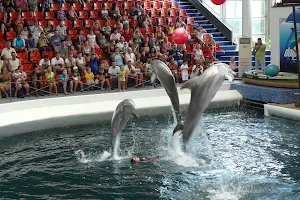 Dolphinarium Varna image