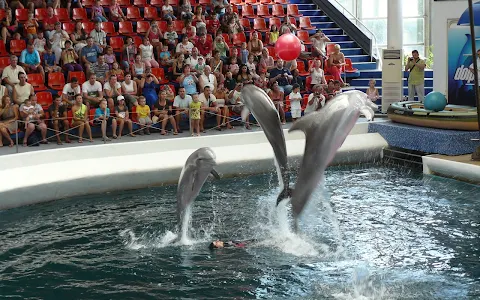 Dolphinarium Varna image