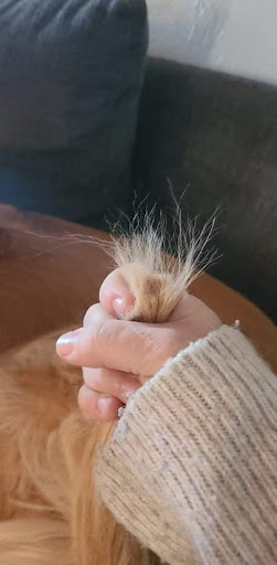 Pet Supply Store «Pet Supplies Plus», reviews and photos, 2155 Delaware Ave, Buffalo, NY 14216, USA