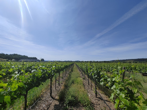 Winery «deLorimier Winery», reviews and photos, 2001 CA-128, Geyserville, CA 95441, USA