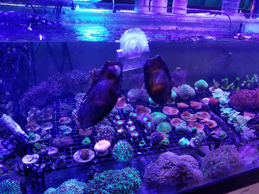 Pet Supply Store «Aquariums and Reptiles», reviews and photos, 11400 S Cleveland Ave, Fort Myers, FL 33907, USA