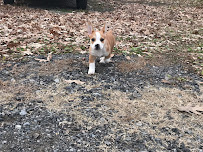 Security Pet Sitting - Photo 1 - Car repair in , Chesapeake