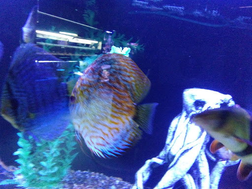 Aquarium «Tennessee Water Gardens», reviews and photos, 6410 Papermill Dr NW, Knoxville, TN 37919, USA