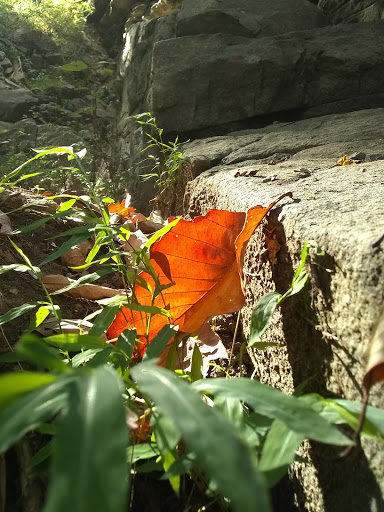 Tourist Attraction «Ozone Falls», reviews and photos, 14563 TN-1, Rockwood, TN 37854, USA