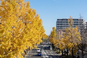 Koshu-kaido Avenue Ginko Trees image