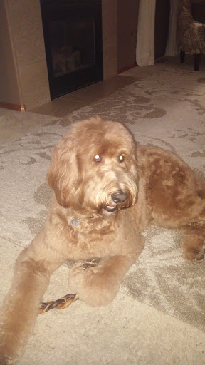 Pet Supply Store «Petco Animal Supplies», reviews and photos, 4012 W 27th Ave, Kennewick, WA 99337, USA