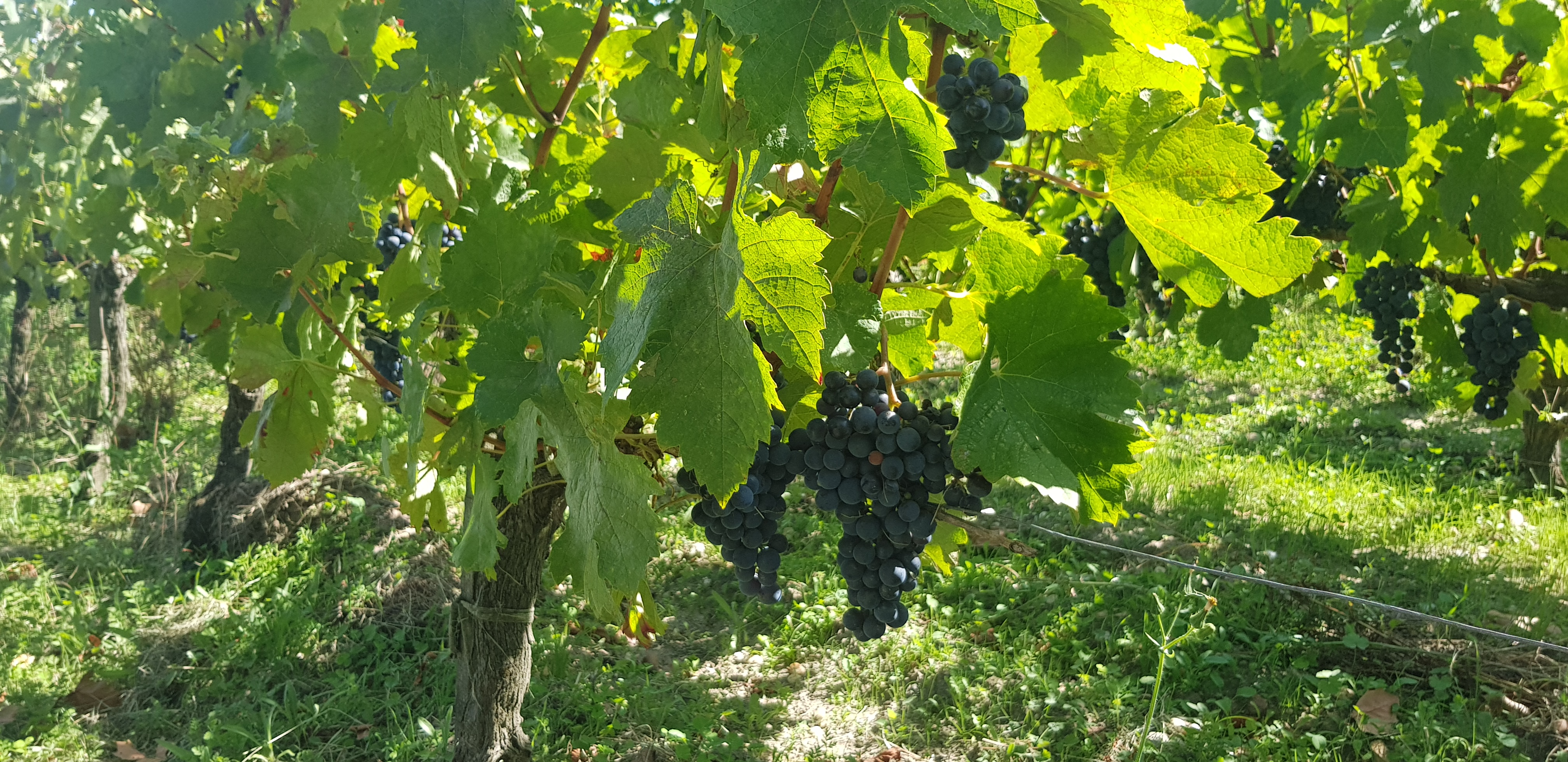 Photo n° 2 de l'avis de Angélique.o fait le 06/09/2020 à 17:24