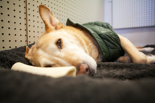 Pet Groomer «Pet-icure Pet Grooming & Supplies», reviews and photos, 89 Main St, Pepperell, MA 01463, USA