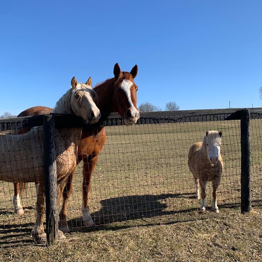 Tack Shop «Argento Equestrian», reviews and photos, 18 Washington Ave, Millbrook, NY 12545, USA