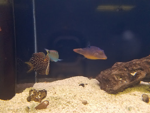 Tropical Fish Store «Seascape Aquatics», reviews and photos, 5038 Academy Blvd N, Colorado Springs, CO 80918, USA