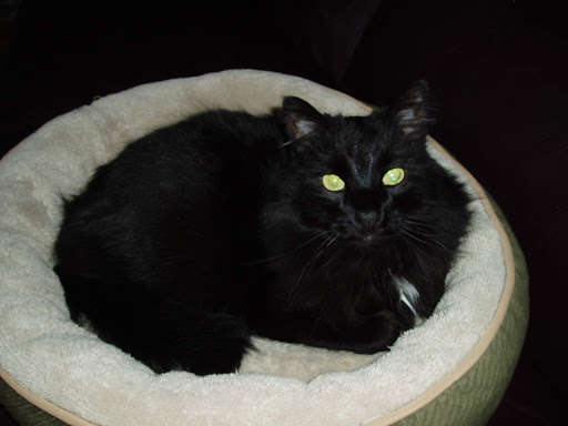 Pet Supply Store «PetSmart», reviews and photos, 16086 Jackson Creek Pkwy, Monument, CO 80132, USA