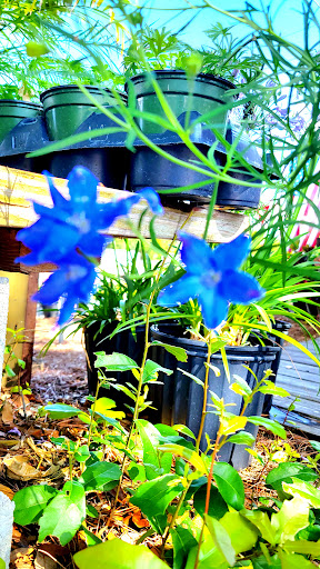 Produce Market «Crossroads Produce», reviews and photos, 10463-10487 S County Rd 39, Lithia, FL 33547, USA