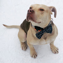 Motor City K9 Solutions, LLC - Photo 8 - Car repair in , Detroit