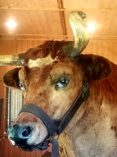 Tourist Attraction «Sycamore Stump», reviews and photos, 1402 Defenbaugh St, Kokomo, IN 46902, USA