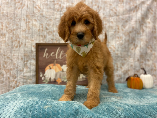 Pet Store «Happiness Is Pets», reviews and photos, 2936 Showplace Dr, Naperville, IL 60564, USA