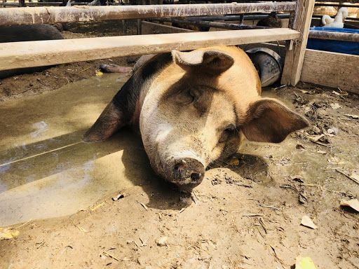 Zoo «Jr Pony Parties», reviews and photos, 1744 N Leonard Ln, Las Vegas, NV 89108, USA