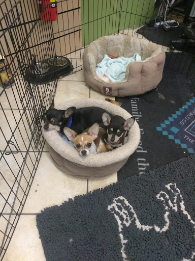 Pet Store «Debbies Pet Boutique», reviews and photos, 431 Center St, Healdsburg, CA 95448, USA