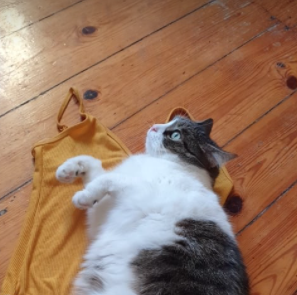 Pet Supply Store «Pet Supplies Plus», reviews and photos, 61 Irving Park Rd, Streamwood, IL 60107, USA