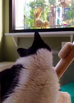 Cateau Marmont : Cat Boarding Los Angeles - Cat Grooming Services Los Angeles - Cat & Pet Hotel Los Angeles - Cat Boarding Burbank & Los Feliz